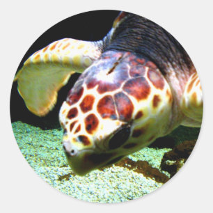 Etiqueta da tartaruga de mar
