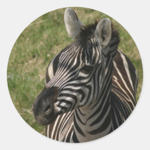 Etiqueta da zebra