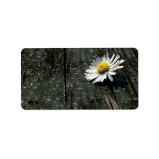 Etiqueta Daisy Solitude