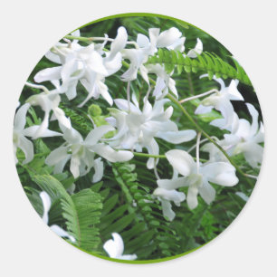 Etiqueta das samambaias e das flores