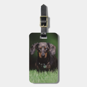 Etiqueta De Bagagem A ideia Dapple coloriu o Dachshund