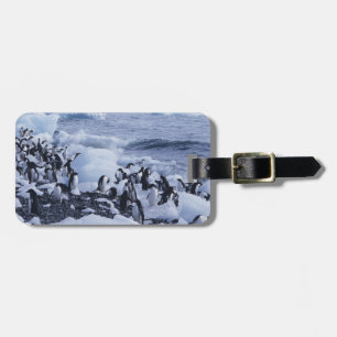 Etiqueta De Bagagem Adelie Penguins Pygoscelis adeliae