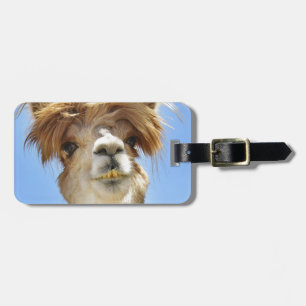 Etiqueta De Bagagem Alpaca louca do cabelo