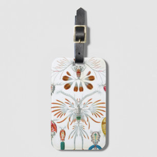 Etiqueta De Bagagem Animais Marinhos Antigos, Copepoda por Ernst Haeck