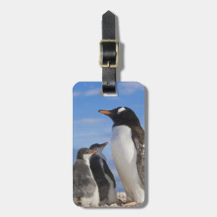 Etiqueta De Bagagem Antártica, Neko Cove (Harbor). Pinguim Gentoo 2
