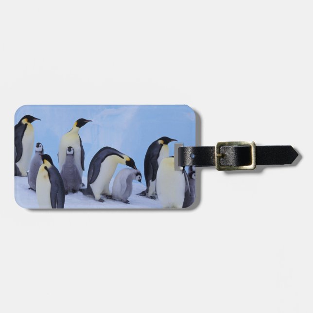 Etiqueta De Bagagem Antártica, Pinguins Imporadores (Frente Horizontal)