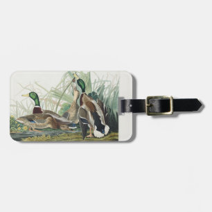 Etiqueta De Bagagem Arte de vida selvagem do pato-real de Audubon Vint