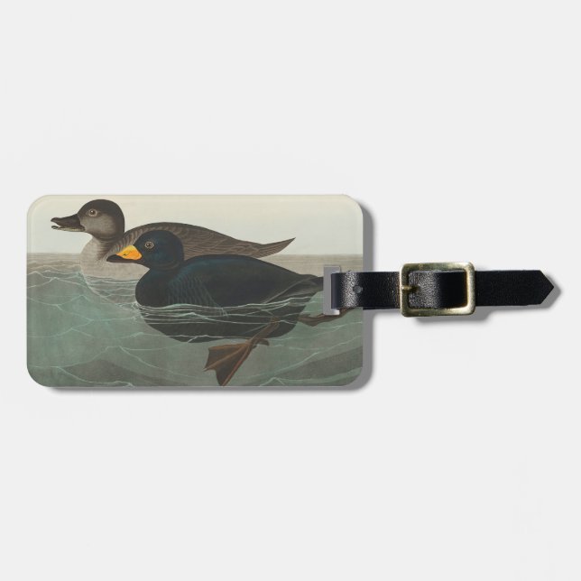 Etiqueta De Bagagem Audubon American Scoter Duck Classic (Frente Horizontal)