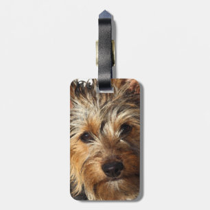 Etiqueta De Bagagem Australiano Silky Terrier