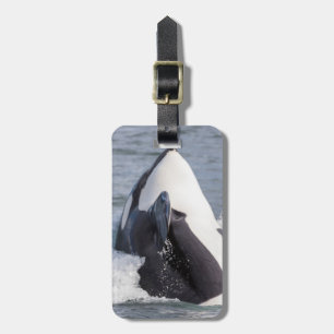 Etiqueta De Bagagem Baleia de orca