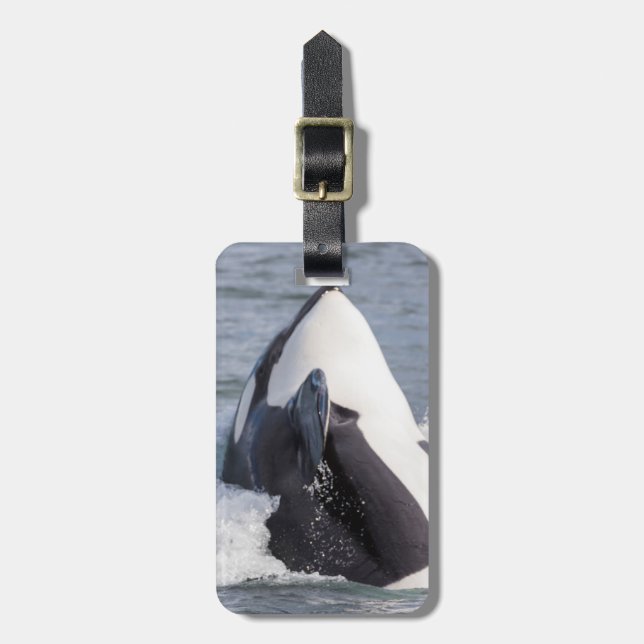 Etiqueta De Bagagem Baleia Orca saltando (Frente Vertical)
