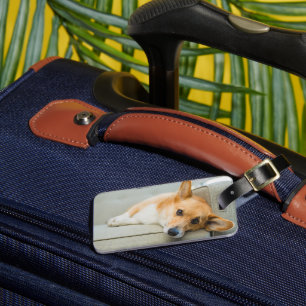 Etiqueta De Bagagem Bebês Mais Pobres   Corgi Puppy no sofá