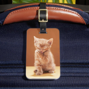 Etiqueta De Bagagem Bebês Mais Pobres   Orange Tabby Kitten