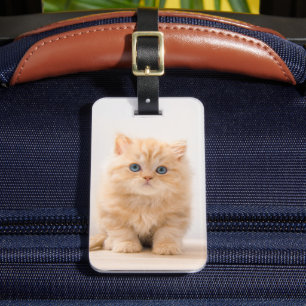 Etiqueta De Bagagem Bebês Mais Pobres Um Gatinho De Palha Britânico
