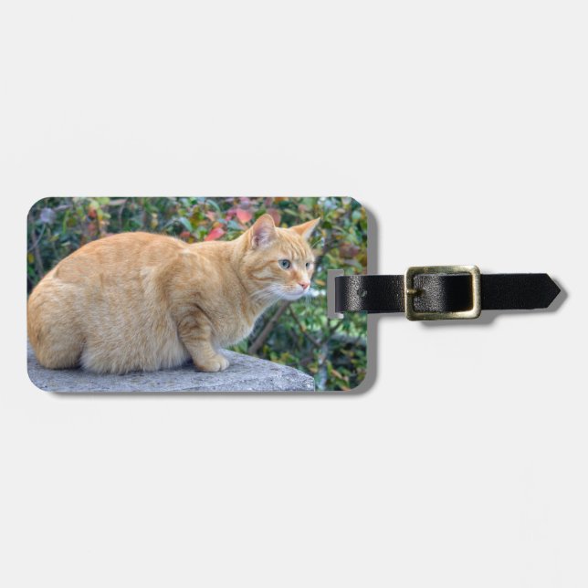 Etiqueta De Bagagem Big Red Tabby (Frente Horizontal)