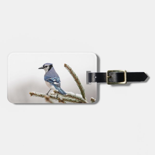 Etiqueta De Bagagem Blue Jay no inverno (Frente Horizontal)