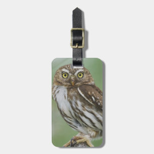 Etiqueta De Bagagem Caburé-ferruginoso, Glaucidium brasilianum, 3