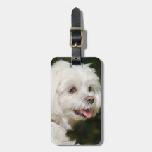 Cachorro Mole Branco Personalizado Maltês