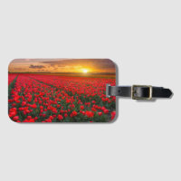 Campos da tulipa no por do sol nos Países Baixos