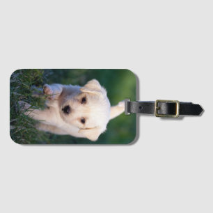 Etiqueta De Bagagem Cão, Animal, Cãozinho