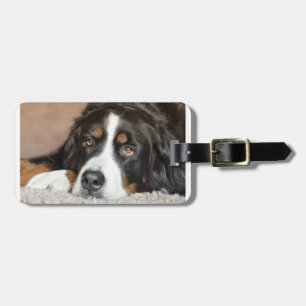 Etiqueta De Bagagem cão da montanha