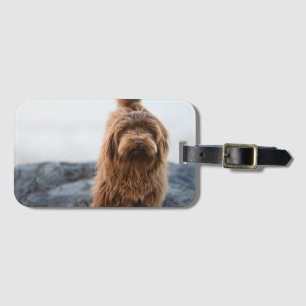 Etiqueta De Bagagem Cão-Havanês, Animal, Canino