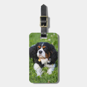 Etiqueta De Bagagem Cavaleiro Tricolor Rei Charles Spaniel