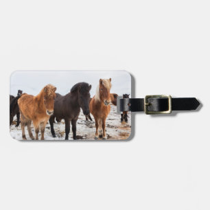 Etiqueta De Bagagem Cavalo Islandês durante o inverno na Islândia