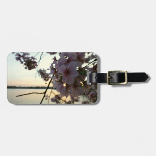 Etiqueta De Bagagem Cherry Blossom Sunset em Washington DC