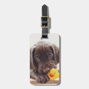 Etiqueta De Bagagem Chocolate Labrador Com Pato De Brinquedo