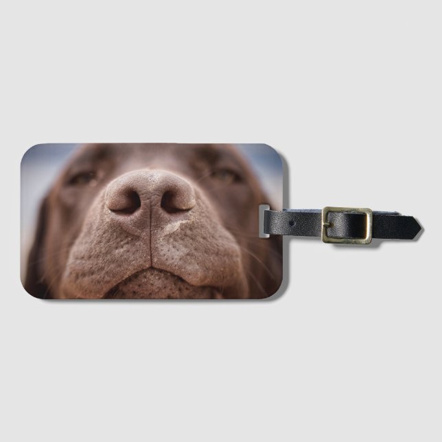 Etiqueta De Bagagem Chocolate Labrador Nose Closeup (Frente Horizontal)