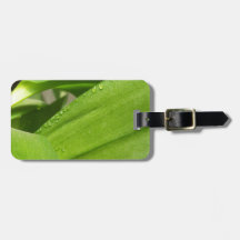 Colheita verde da Orquídea de Dendrobium