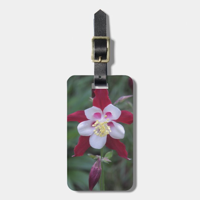 Etiqueta De Bagagem Columbina (Frente Vertical)