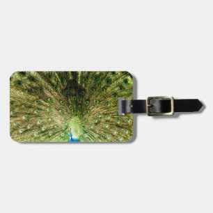 Etiqueta De Bagagem Cores de Exibição de Peacock