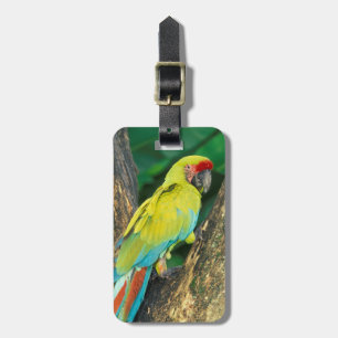 Etiqueta De Bagagem Costa Rica, Ara Ambigua, Excelente Green Macaw.
