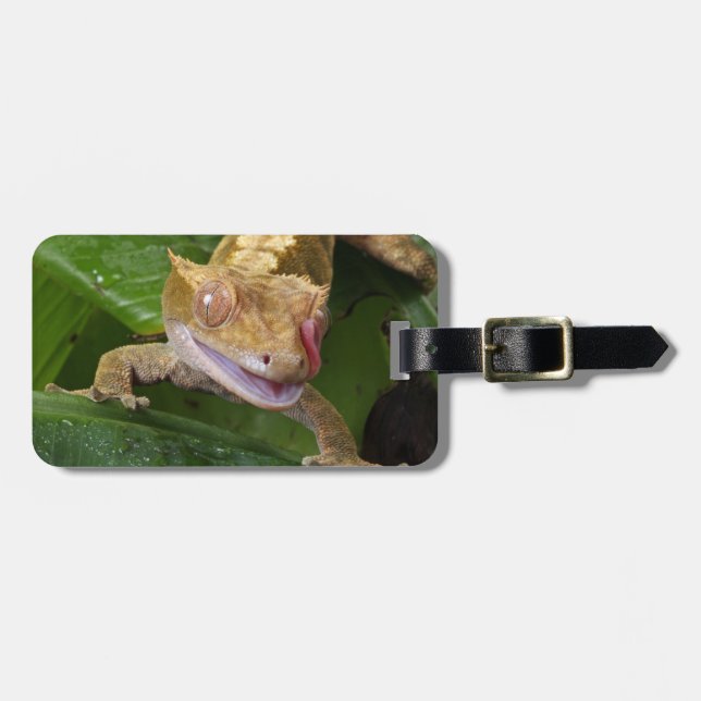 Etiqueta De Bagagem Crested Gecko (Frente Horizontal)