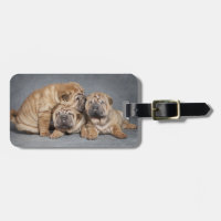 Cuppies de Shar Pei