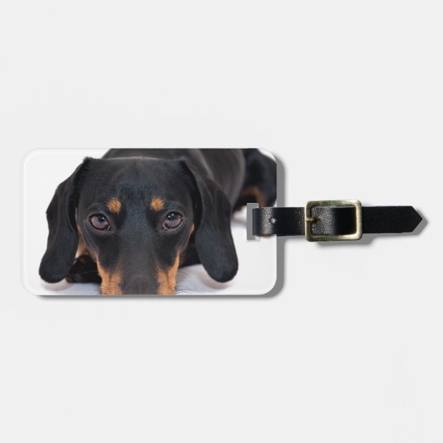 Etiqueta De Bagagem Dachshund pequeno (Frente Horizontal)