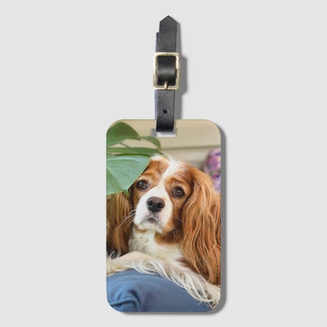 Etiqueta de Bagagem do Rei Charles Cavalier (Frente Vertical)
