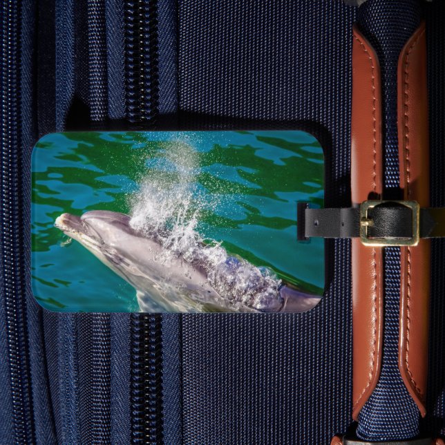 Etiqueta De Bagagem Dolphin In Milford Sound, Nova Zelândia (Frente Insitu 4)