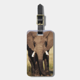 Etiqueta De Bagagem Elefante-da-savana-africano