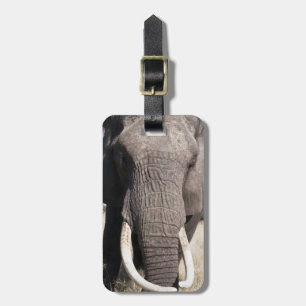 Etiqueta De Bagagem Elefante (Loxodonta africana), Abu Camp 3
