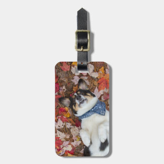 Etiqueta De Bagagem Engraçado, bonito, olhar do Corgi