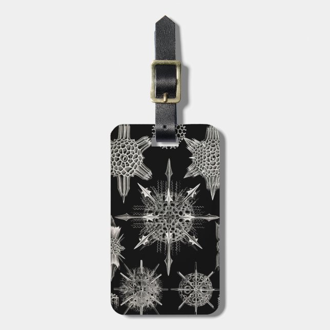 Etiqueta De Bagagem Ernst Haeckel | Acanthophracta (Frente Vertical)