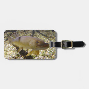 Etiqueta De Bagagem Esox lucius