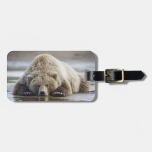 Etiqueta De Bagagem EUA, Alaska, Katmai National Park, Brown Bear 4