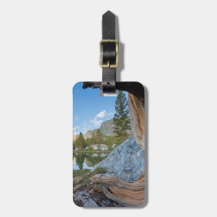 Etiqueta De Bagagem EUA, Califórnia, Floresta Nacional de Inyo. Pinhei