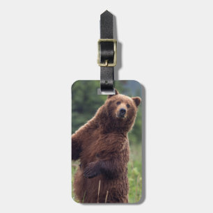 Etiqueta De Bagagem EUA, sudeste do Alasca, Urso Pardo e filhote