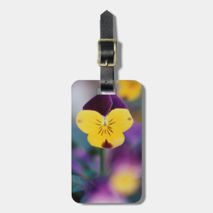 Etiqueta De Bagagem EUA, Utah, Close-Up de Viola tricolor no jardim