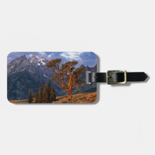 Etiqueta De Bagagem EUA, Wyoming, Grand Teton NP. Um cedro solitário